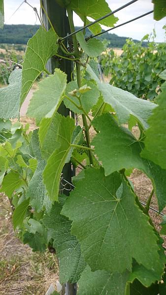 bewaesserung im weinberg