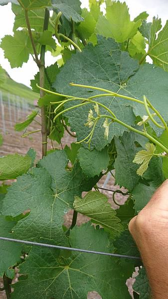 bewaesserung im weinberg