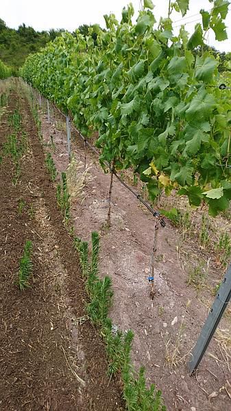 bewaesserung im weinberg bewaesserung im weinberg