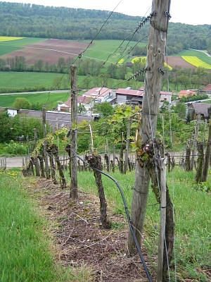 Weinberg Schützingen