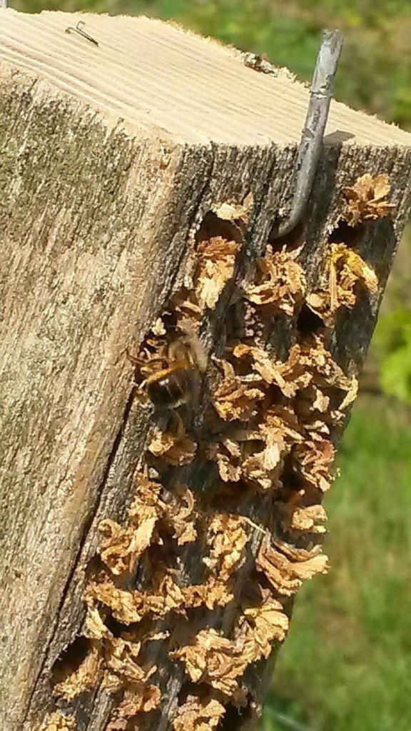 Nistplätze für Wildbienen