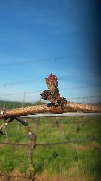 knospen erfroren knospen erfroren