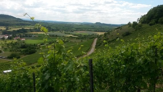 Heiligenberg Schützingen Weinberg